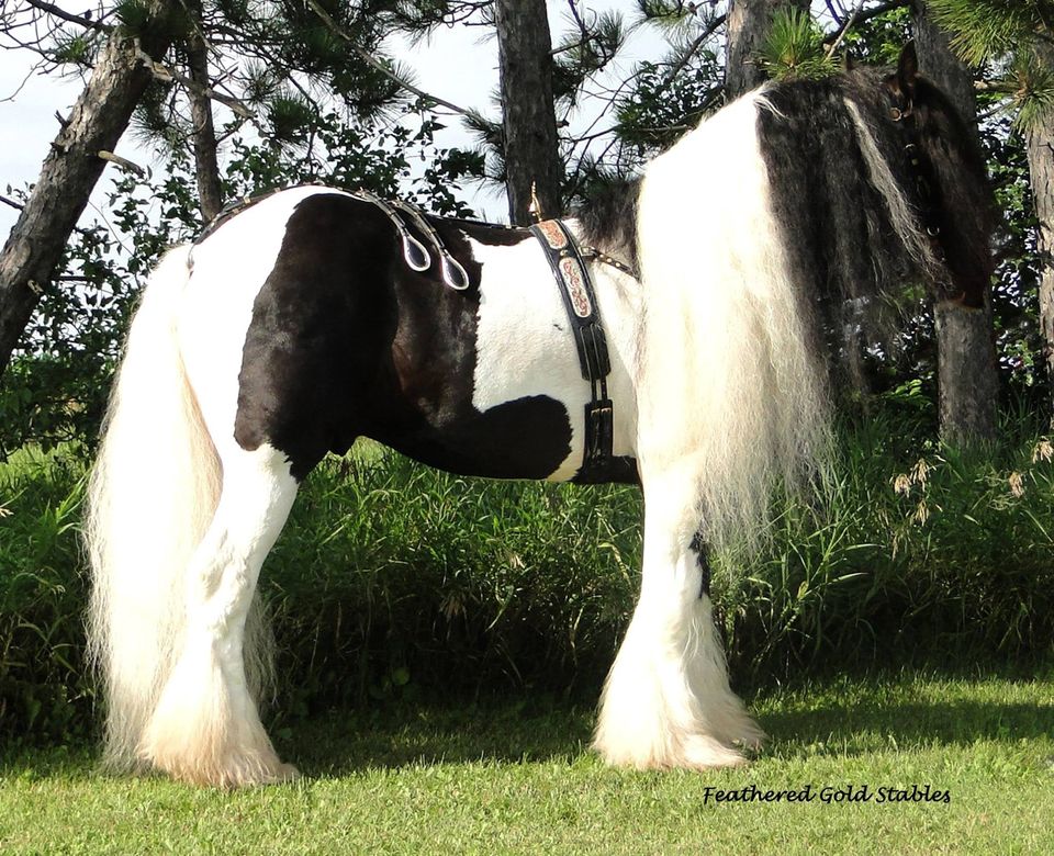 Mickey Finn - Gypsy Stallion